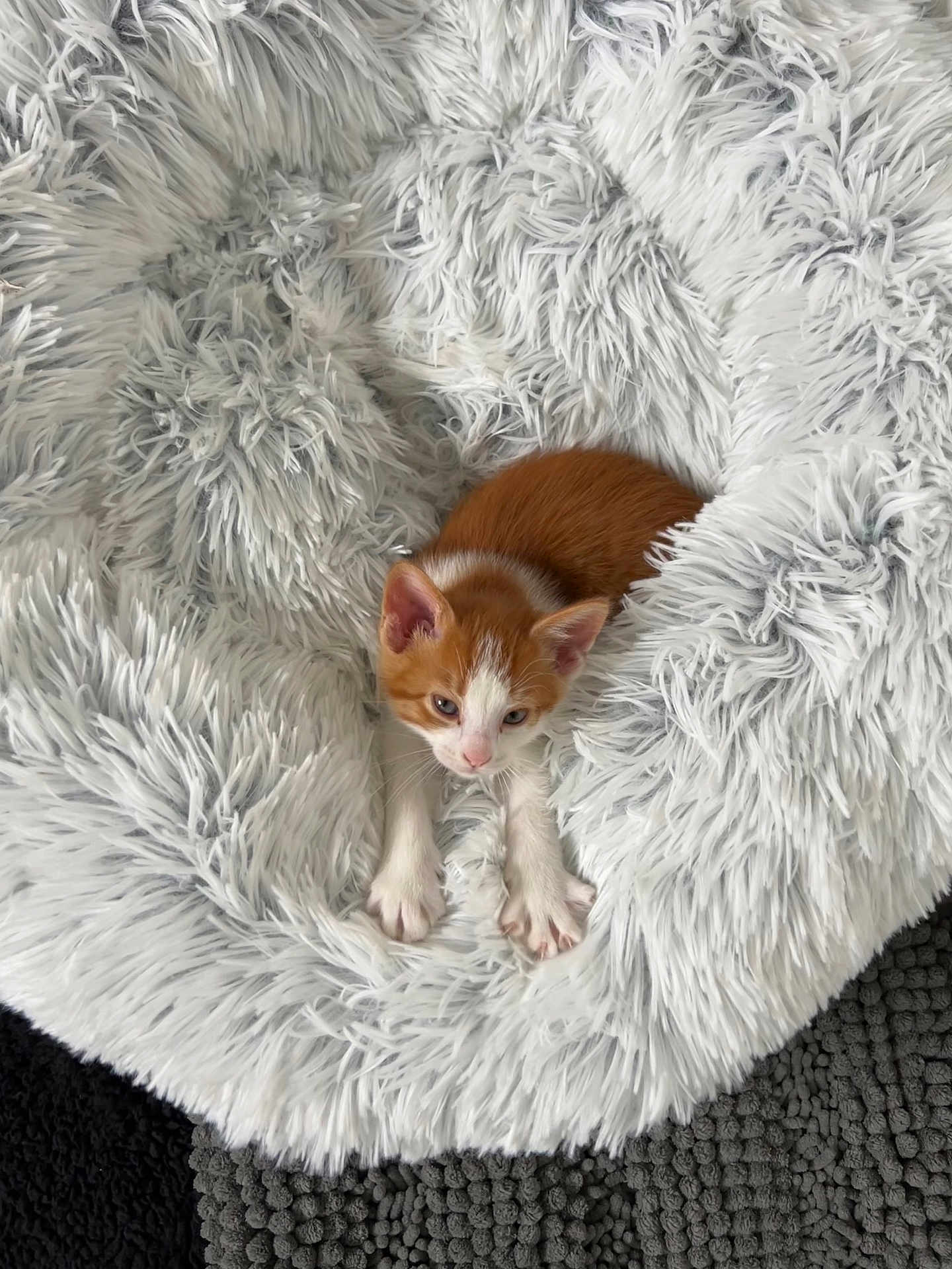 Eddy joined the competition — help win amazing prizes! kitten, cat, orange_and_white, fluffy_blanket, cozy, pets, animal, cute, fur, paws, nest, resting, indoor, soft_texture, white, gray_rug, small, young, sleepy, comfort