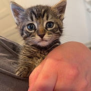 Bean joined the competition — help win amazing prizes! kitten, cat, tabby, pet, animal, cute, feline, fur, eyes, hand, holding, indoor, portrait, young, small, mammal, whiskers, domestic_animal, closeup, person