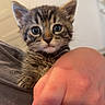 kitten, cat, tabby, pet, animal, cute, feline, fur, eyes, hand, holding, indoor, portrait, young, small, mammal, whiskers, domestic_animal, closeup, person