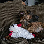 Charlotte joined the competition — help win amazing prizes! dog, brindle, plush_toy, toy_lamb, sofa, couch, pet, indoor, living_room, paws, snout, fur, relaxed, resting, companion, upholstery, texture, looking_away, portrait, domestic_animal