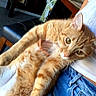 Mr.kitty joined the competition — help win amazing prizes! cat, orange_tabby, pet, feline, animal, fur, whiskers, green_eyes, portrait, lying_down, relaxed, indoor, home, lap, person, denim, chair, table, dining_area, cute