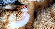 Mr.kitty is registered to the contest to win money with this photo: cats, kitten, ginger_cat, orange_cat, sleeping, sleepy, cuddling, snuggling, pet, furry, fur, close_up, portrait, cozy, indoors, blanket, relaxed, cute, animal, nap