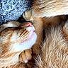 cats, kitten, ginger_cat, orange_cat, sleeping, sleepy, cuddling, snuggling, pet, furry, fur, close_up, portrait, cozy, indoors, blanket, relaxed, cute, animal, nap