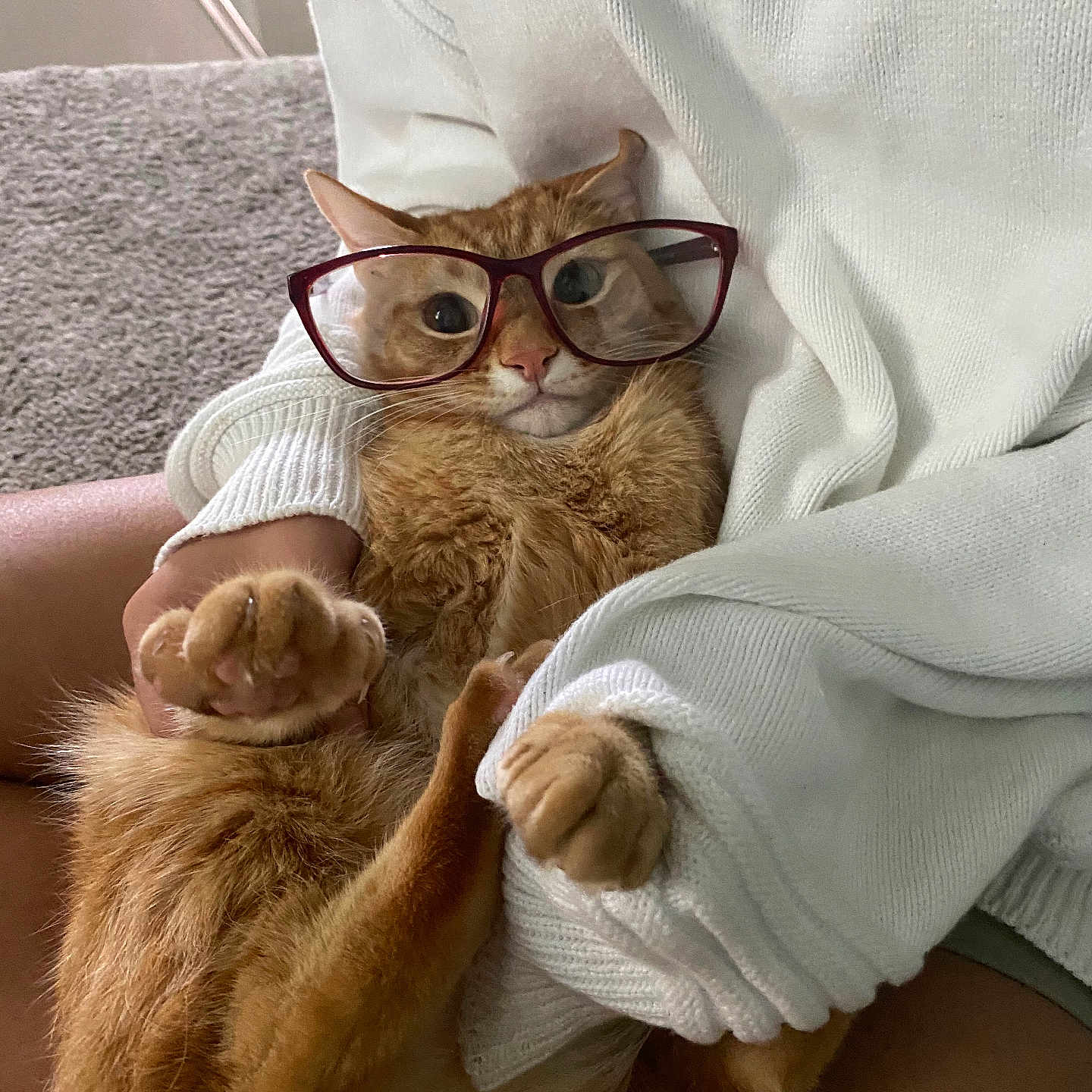 Mr.kitty