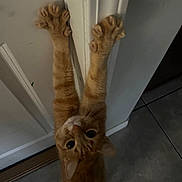 Mr.kitty joined the competition — help win amazing prizes! cat, orange_cat, ginger_cat, feline, pet, animal, upside_down, stretching, paws, claws, whiskers, ears, eyes, indoor, doorway, door, tile_floor, home, portrait, funny_pose