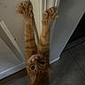 cat, orange_cat, ginger_cat, feline, pet, animal, upside_down, stretching, paws, claws, whiskers, ears, eyes, indoor, doorway, door, tile_floor, home, portrait, funny_pose