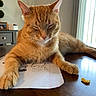 Mr.kitty is registered to the contest to win money with this photo: cat, orange_tabby, sleepy, feline, pet, animal, whiskers, ears, paws, portrait, close_up, indoor, home, dining_table, notebook, paper, doodles, window, sunlight, relaxed
