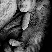 Axou participe au concours pour gagner de l'argent avec cette photo : animal, black_and_white, blanket, cat, closeup, comfort, cozy, cute, domestic_animal, fur, kitten, monochrome, paw, pet, relaxation, resting, sleeping, soft, tail, whiskers