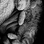 animal, black_and_white, blanket, cat, closeup, comfort, cozy, cute, domestic_animal, fur, kitten, monochrome, paw, pet, relaxation, resting, sleeping, soft, tail, whiskers
