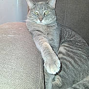 Tyson Aka Tysie is registered to the contest to win money with this photo: animal, cat, closeup, couch, cozy, cute, domestic_cat, feline, fur, furniture, gray_tabby, green_eyes, indoor, mammal, paw, pet, relaxed, resting, striped, whiskers