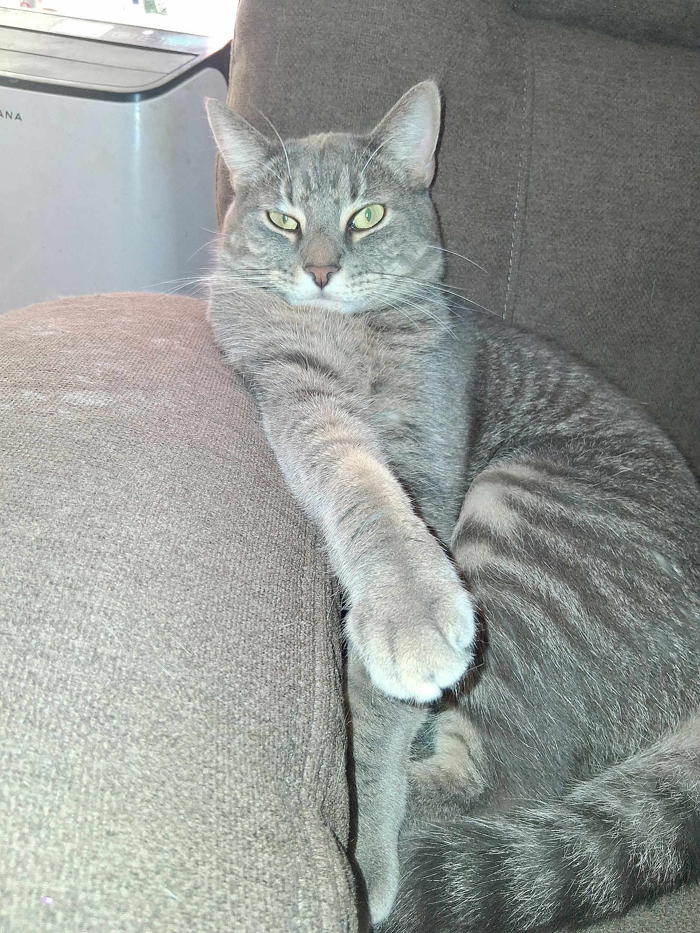 Tyson Aka Tysie