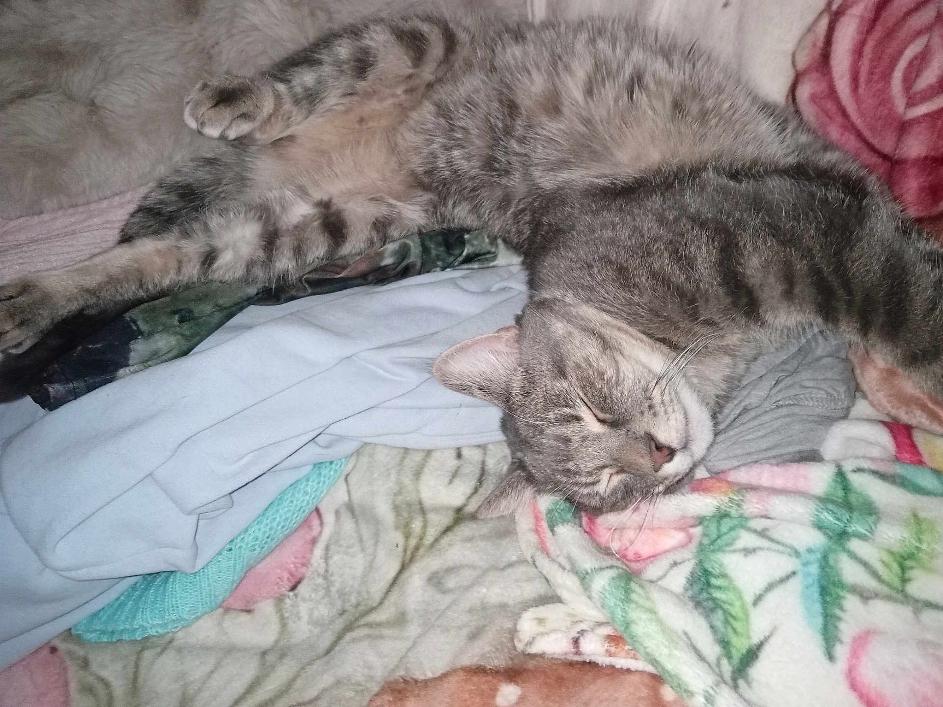 Baby