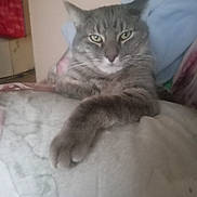 Baby is registered to the contest to win money with this photo: abyssinian, accessories, animal, bag, bed, bedroom, blanket, cat, couch, cushion, furniture, handbag, homedecor, indoors, kitten, linen, manx, pet, room, siamese