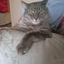 abyssinian, accessories, animal, bag, bed, bedroom, blanket, cat, couch, cushion, furniture, handbag, homedecor, indoors, kitten, linen, manx, pet, room, siamese