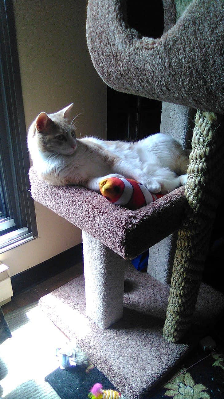 Catscious joined the competition — help win amazing prizes! british_shorthair, carnivore, cat, cat_furniture, chartreux, devon_rex, domestic_short_haired_cat, fawn, felidae, kitten, russian_blue, small_to_medium_sized_cats, whiskers