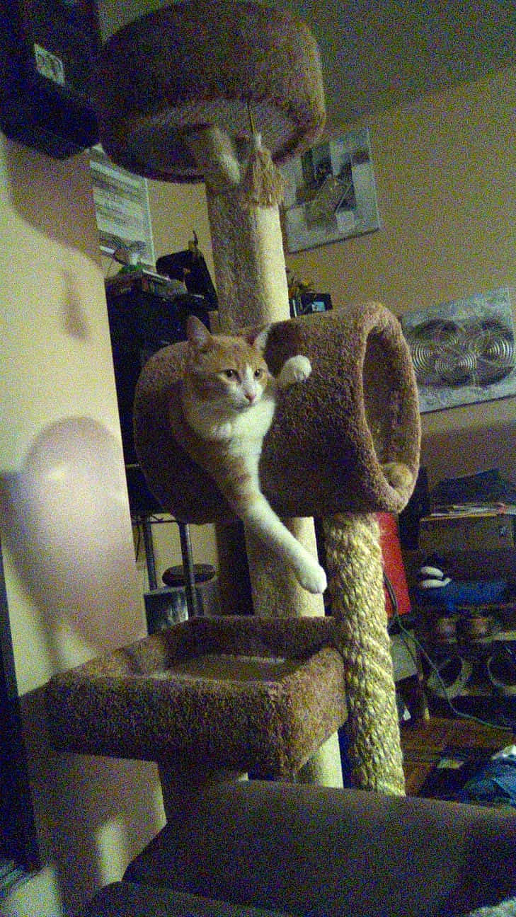 Catscious is registered to the contest to win money with this photo: cat, felidae, small_to_medium_sized_cats