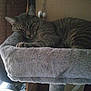 abyssinian, animal, armchair, bed, blanket, cat, chair, clothing, couch, cushion, egyptiancat, furniture, homedecor, kitten, manx, person, pet, plant, pottedplant, sleeping