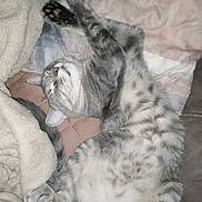 Mikey joined the competition — help win amazing prizes! abyssinian, animal, bed, bedroom, blanket, cat, chair, couch, cushion, egyptiancat, furniture, homedecor, indoors, kitten, manx, person, pet, room, siamese, sleeping