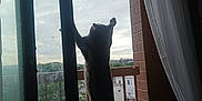 Mikey is registered to the contest to win money with this photo: abyssinian, animal, architecture, balcony, blackcat, building, cat, clothing, curtain, door, handrail, homedecor, linen, manx, pet, railing, silhouette, slidingdoor, window, windowshade