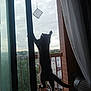 abyssinian, animal, architecture, balcony, blackcat, building, cat, clothing, curtain, door, handrail, homedecor, linen, manx, pet, railing, silhouette, slidingdoor, window, windowshade
