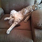 Tyson joined the competition — help win amazing prizes! cat, tabby_cat, sleeping, relaxed, couch, furniture, indoor, pet, fur, whiskers, paw, cozy, resting, animal, mammal, cute, napping, domestic_cat, soft, home