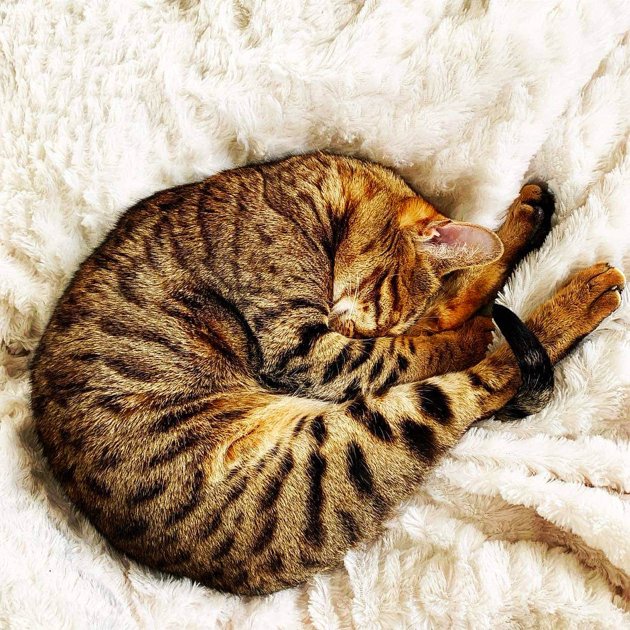 Minnie participe au concours pour gagner de l'argent avec cette photo : carnivore, cat, cat_bed, claw, comfort, domestic_short_haired_cat, fawn, felidae, fur, pattern, paw, small_to_medium_sized_cats, snout, tail, terrestrial_animal, whiskers, wildlife