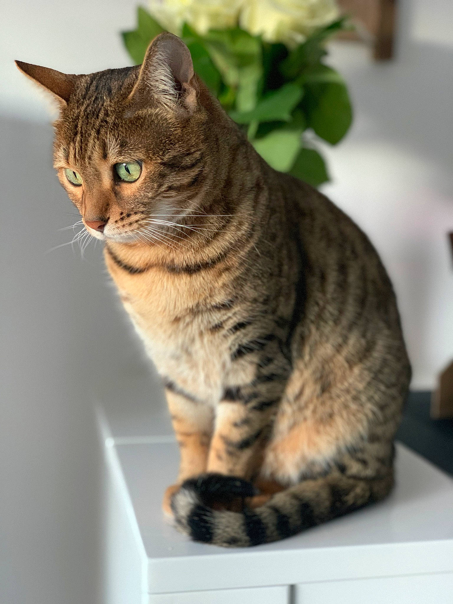Minnie a rejoint le concours — aidez-le/la à gagner de superbes lots ! asian, australian_mist, bengal, california_spangled, carnivore, cat, domestic_short_haired_cat, dragon_li, egyptian_mau, european_shorthair, felidae, mammal, ocicat, pixie_bob, savannah, small_to_medium_sized_cats, tabby_cat, toyger, vertebrate, whiskers