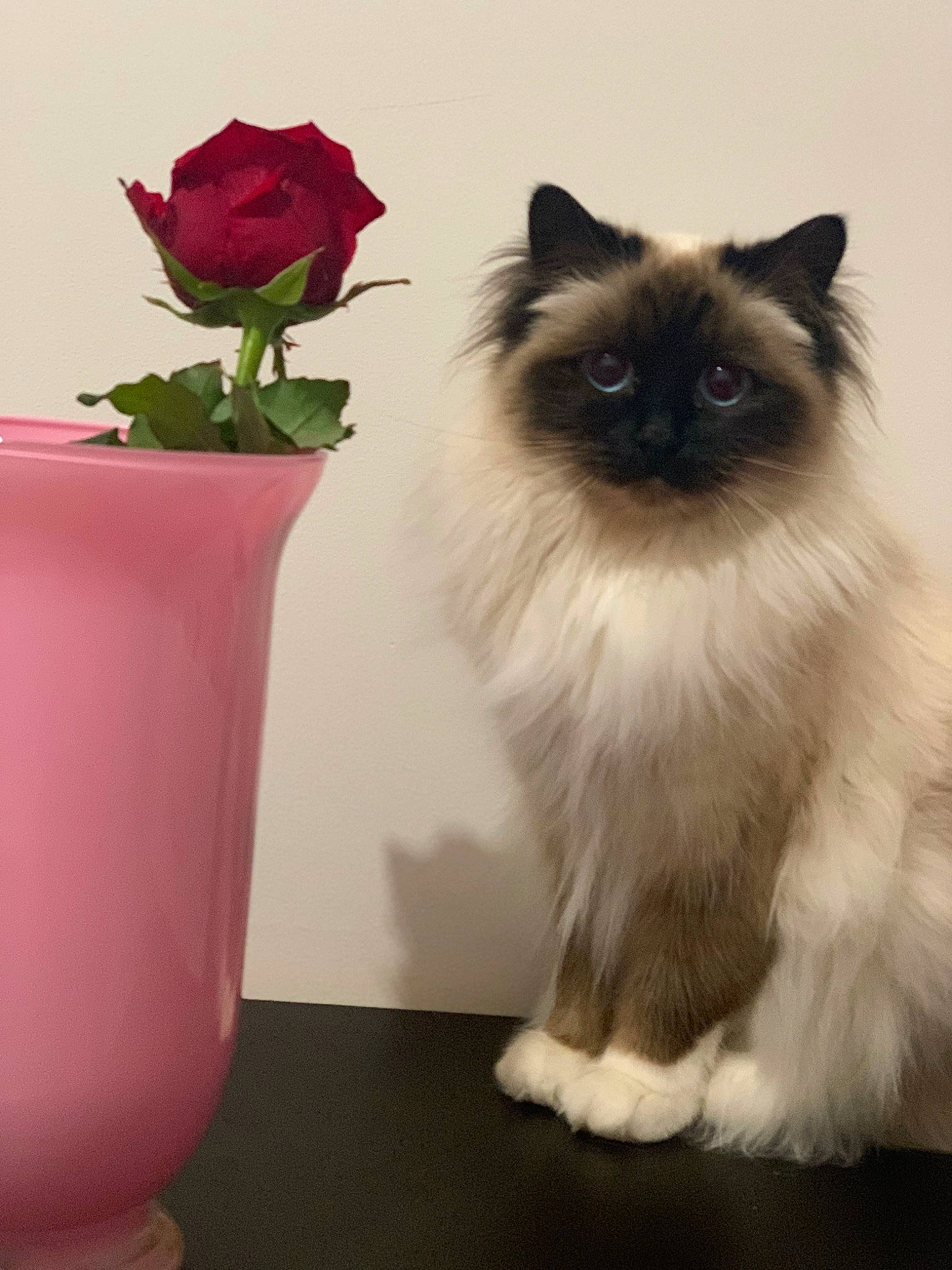 Oasis a rejoint le concours — aidez-le/la à gagner de superbes lots ! birman, carnivore, cat, fawn, felidae, flower, flowerpot, fur, herbaceous_plant, houseplant, hybrid_tea_rose, petal, plant, ragdoll, rose, siamese, snout, vase, whiskers, white