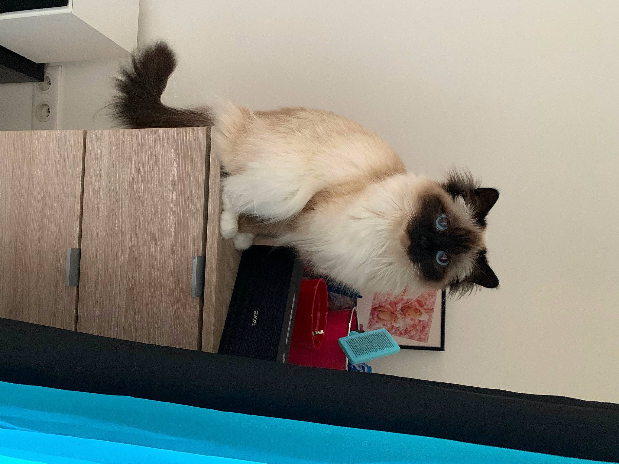 Oasis participe au concours pour gagner de l'argent avec cette photo : balinese, birman, carnivore, cat, companion_dog, fawn, felidae, fur, hardwood, paw, rectangle, siamese, small_to_medium_sized_cats, tail, thai, vertebrate, whiskers, window, wood