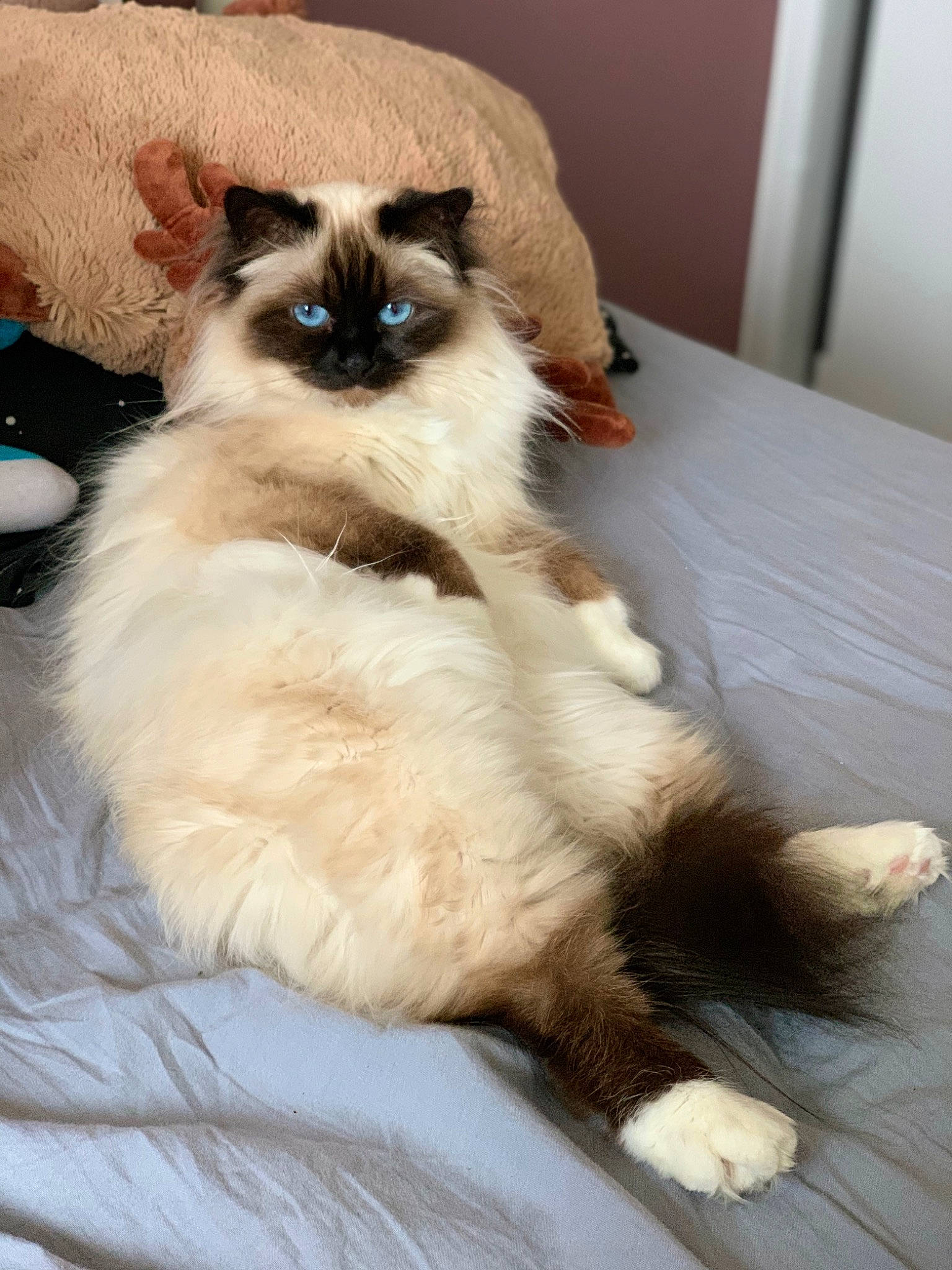 Oasis a rejoint le concours — aidez-le/la à gagner de superbes lots ! balinese, birman, carnivore, cat, claw, comfort, fawn, felidae, fur, hardwood, siamese, small_to_medium_sized_cats, snout, tail, terrestrial_animal, thai, whiskers