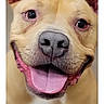 Finnegan joined the competition — help win amazing prizes! animal, blurry_background, canine, close_up, cute, dog, domestic_animal, ears, friendly, fur, happy, indoor, looking_at_camera, mammal, mouth, nose, pet, portrait, smiling, tongue_out