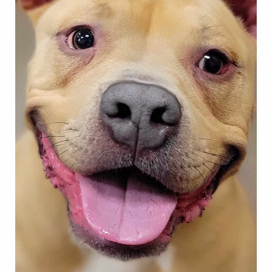Finnegan