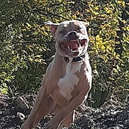 Finnegan joined the competition — help win amazing prizes! animal, canine, collar, daylight, dog, energetic, excited, greenery, happy, leaping, motion, muzzle, nature, outdoor, pet, playful, rocks, running, sunlight, trees