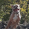 animal, canine, collar, daylight, dog, energetic, excited, greenery, happy, leaping, motion, muzzle, nature, outdoor, pet, playful, rocks, running, sunlight, trees