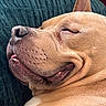 Finnegan is registered to the contest to win money with this photo: animal, blanket, canine, close_up, cozy, cute, dog, ear, fur, indoor, mammal, peaceful, pet, portrait, relaxed, resting, sleeping, snout, texture, tongue_out