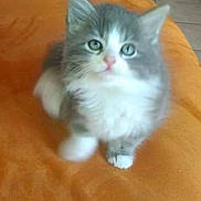 Chippie a rejoint le concours — aidez-le/la à gagner de superbes lots ! kitten, cat, gray, white, furry, cute, pet, animal, indoor, orange_surface, looking_up, small, young, soft, blurred, fur, whiskers, paw, adorable, domestic_cat