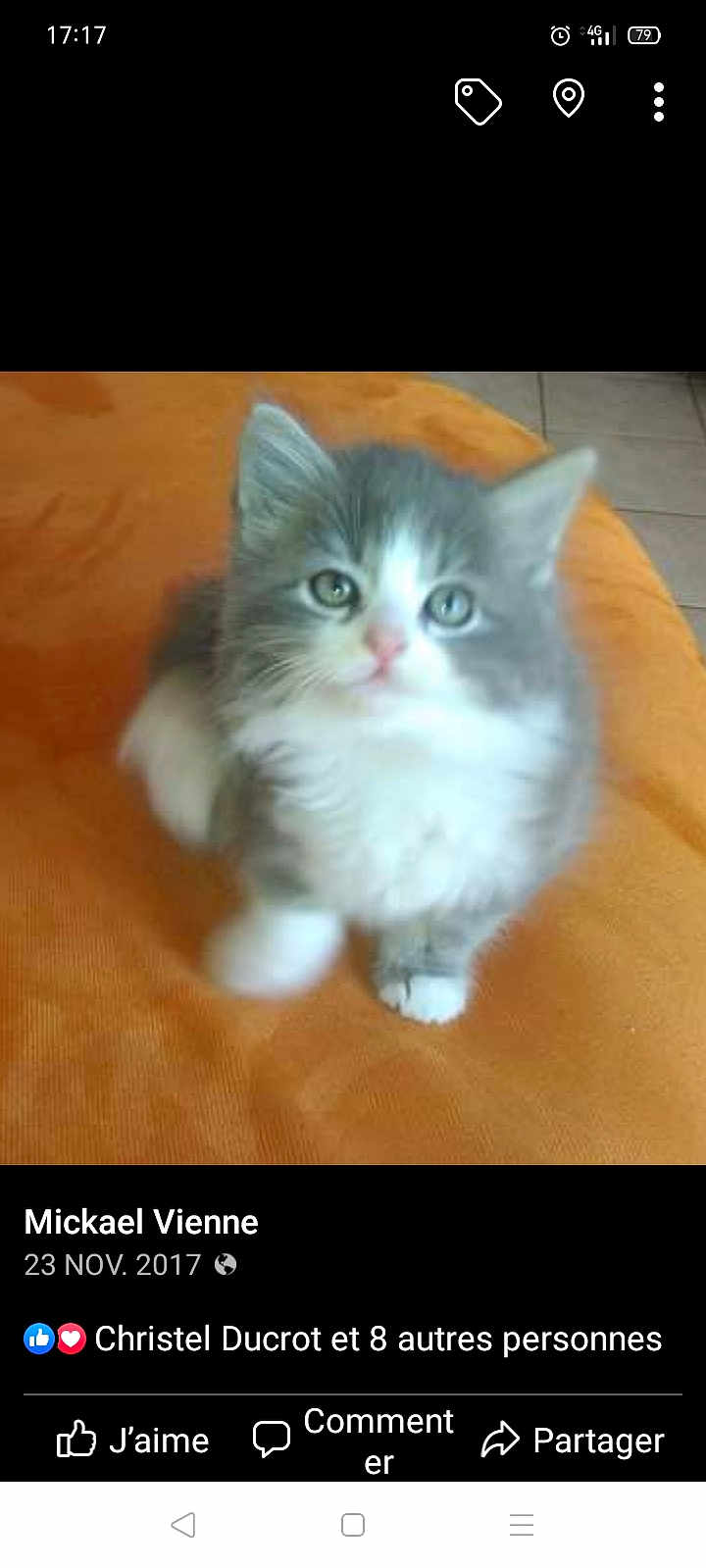 Chippie a rejoint le concours — aidez-le/la à gagner de superbes lots ! kitten, cat, gray, white, furry, cute, pet, animal, indoor, orange_surface, looking_up, small, young, soft, blurred, fur, whiskers, paw, adorable, domestic_cat