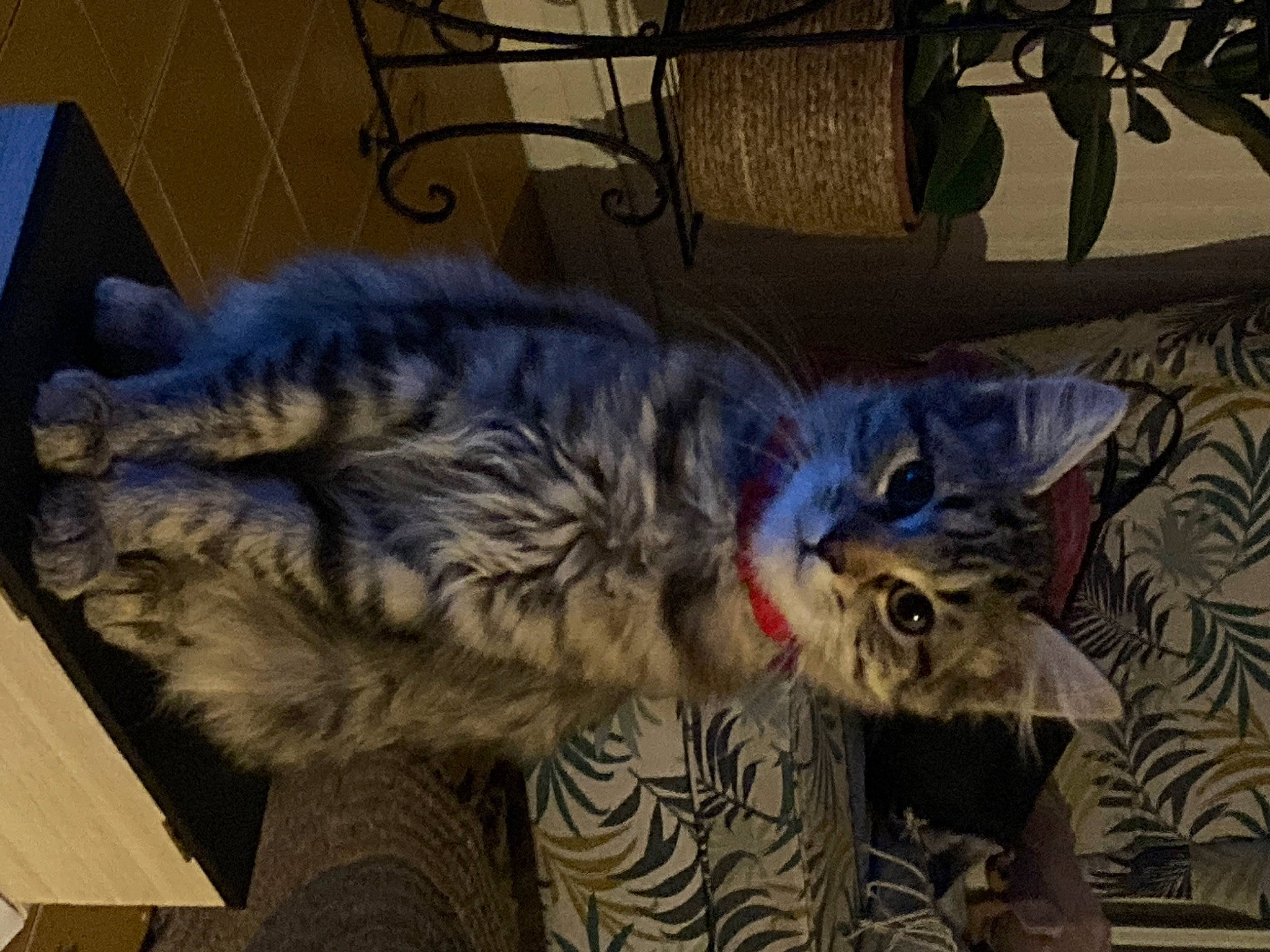 Sana participe au concours pour gagner de l'argent avec cette photo : carnivore, cat, claw, comfort, domestic_short_haired_cat, felidae, fur, grey, paw, plant, small_to_medium_sized_cats, snout, tail, terrestrial_animal, whiskers