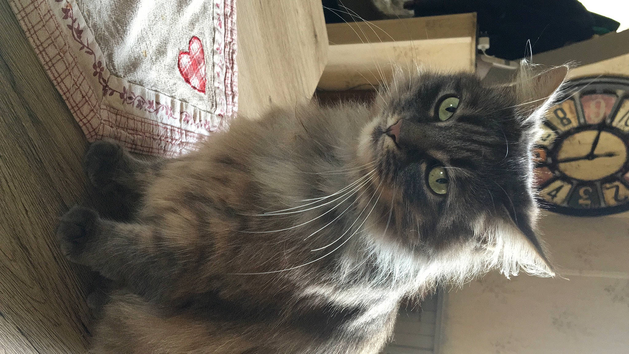 Naya participe au concours pour gagner de l'argent avec cette photo : black_cat, box, british_longhair, carnivore, cat, claw, domestic_short_haired_cat, felidae, flooring, fur, grey, hardwood, monochrome_photography, paw, small_to_medium_sized_cats, snout, tail, terrestrial_animal, whiskers