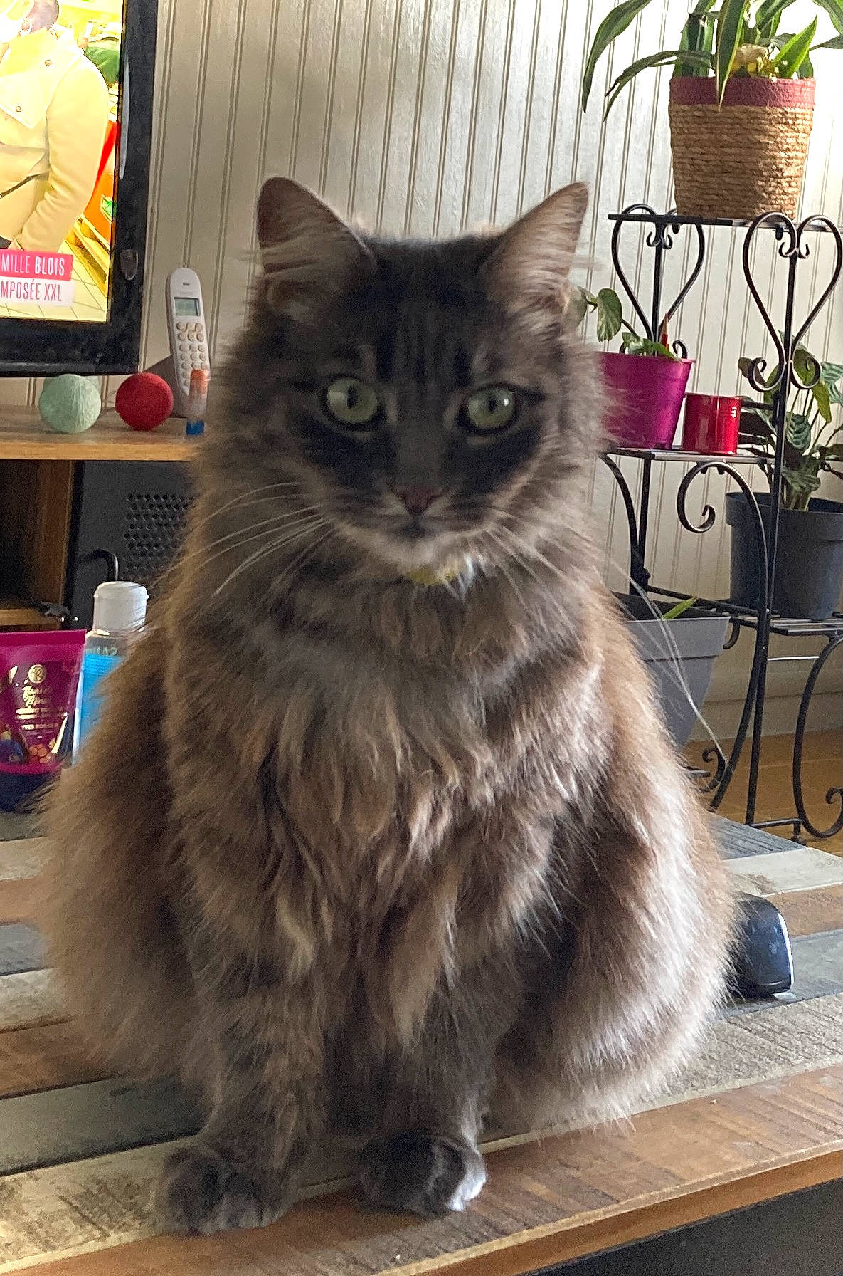 Naya a rejoint le concours — aidez-le/la à gagner de superbes lots ! box, british_longhair, carnivore, cat, domestic_short_haired_cat, felidae, flooring, flowerpot, fur, grey, hardwood, houseplant, maine_coon, plant, siberian, small_to_medium_sized_cats, snout, tail, whiskers, wood