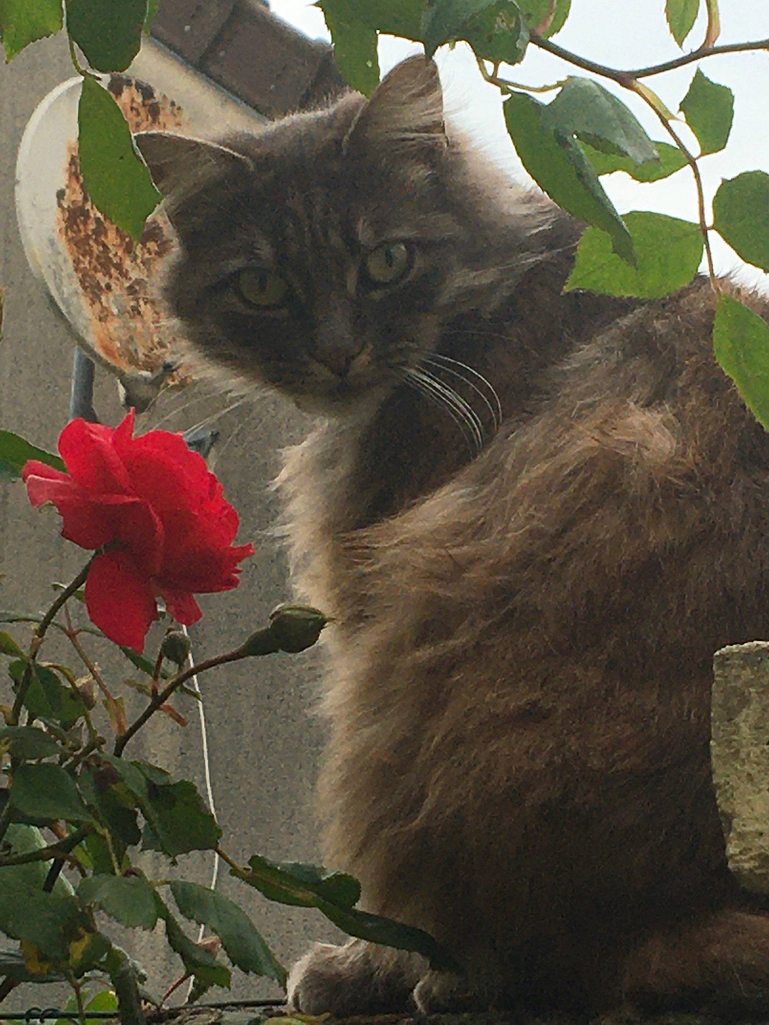 Naya a rejoint le concours — aidez-le/la à gagner de superbes lots ! annual_plant, botany, carnivore, cat, fawn, felidae, flower, flowering_plant, fur, grass, leaf, petal, plant, small_to_medium_sized_cats, snout, tail, terrestrial_animal, tree, whiskers, window