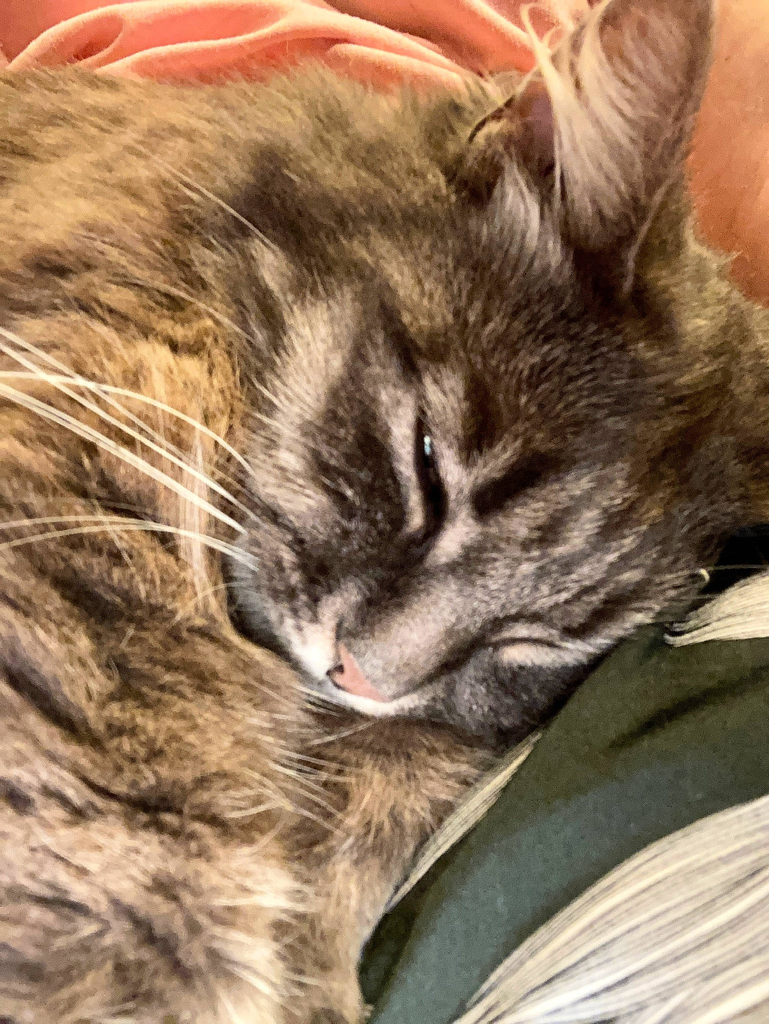 Naya a rejoint le concours — aidez-le/la à gagner de superbes lots ! carnivore, cat, claw, comfort, domestic_short_haired_cat, felidae, fur, nap, paw, sleep, small_to_medium_sized_cats, snout, terrestrial_animal, whiskers, wood