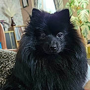 Darwin is registered to the contest to win money with this photo: dog, black_dog, fluffy, pomeranian, pet, indoor, couch, curtains, plants, furniture, home_interior, portrait, animal, sitting, face, fur, window, decor, cozy, cute