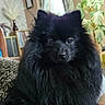 dog, black_dog, fluffy, pomeranian, pet, indoor, couch, curtains, plants, furniture, home_interior, portrait, animal, sitting, face, fur, window, decor, cozy, cute