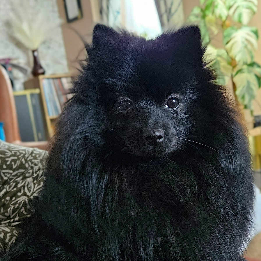 Darwin is registered to the contest to win money with this photo: dog, black_dog, fluffy, pomeranian, pet, indoor, couch, curtains, plants, furniture, home_interior, portrait, animal, sitting, face, fur, window, decor, cozy, cute