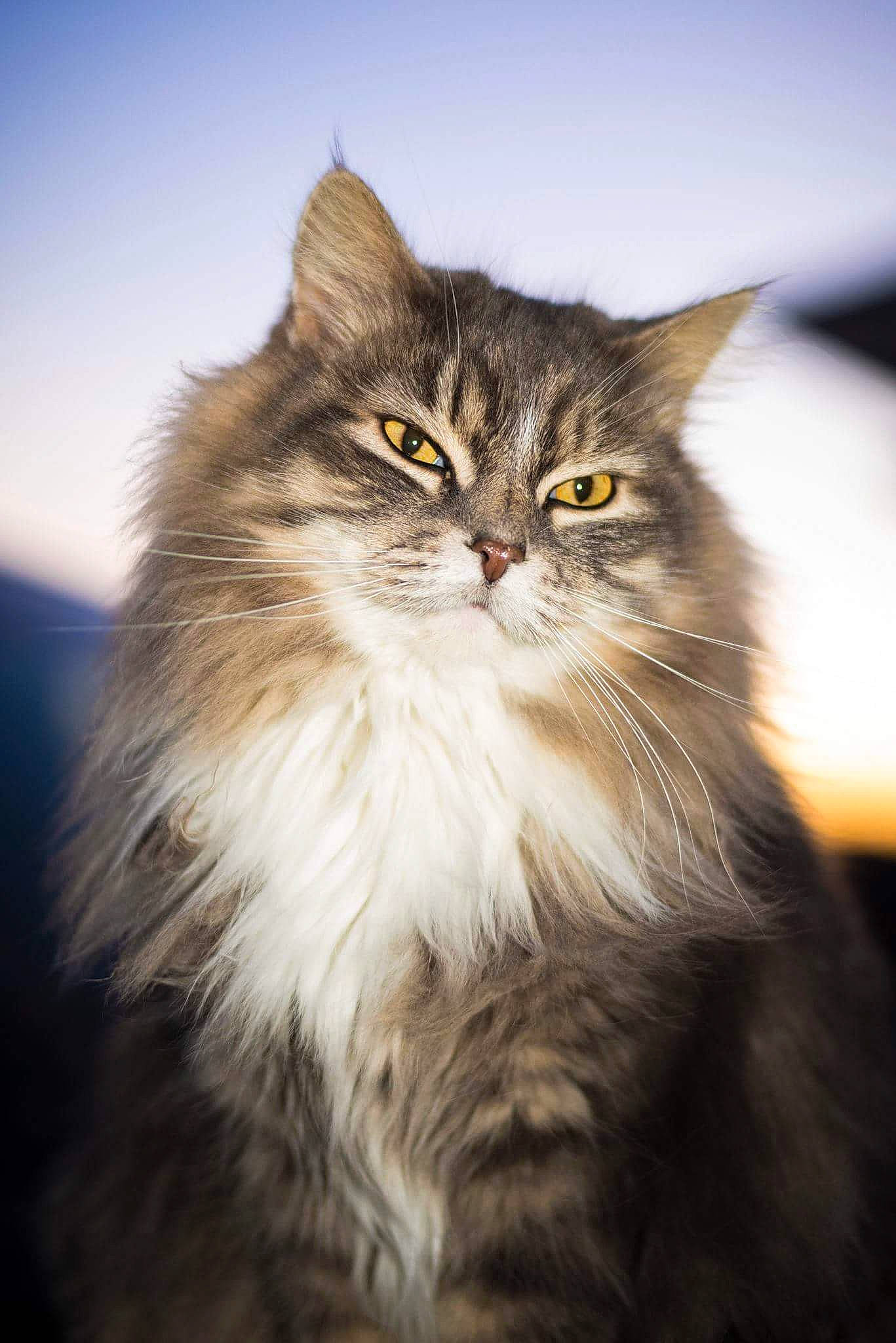 Junior joined the competition — help win amazing prizes! carnivore, cat, darkness, felidae, fur, grass, maine_coon, sky, small_to_medium_sized_cats, snout, terrestrial_animal, whiskers