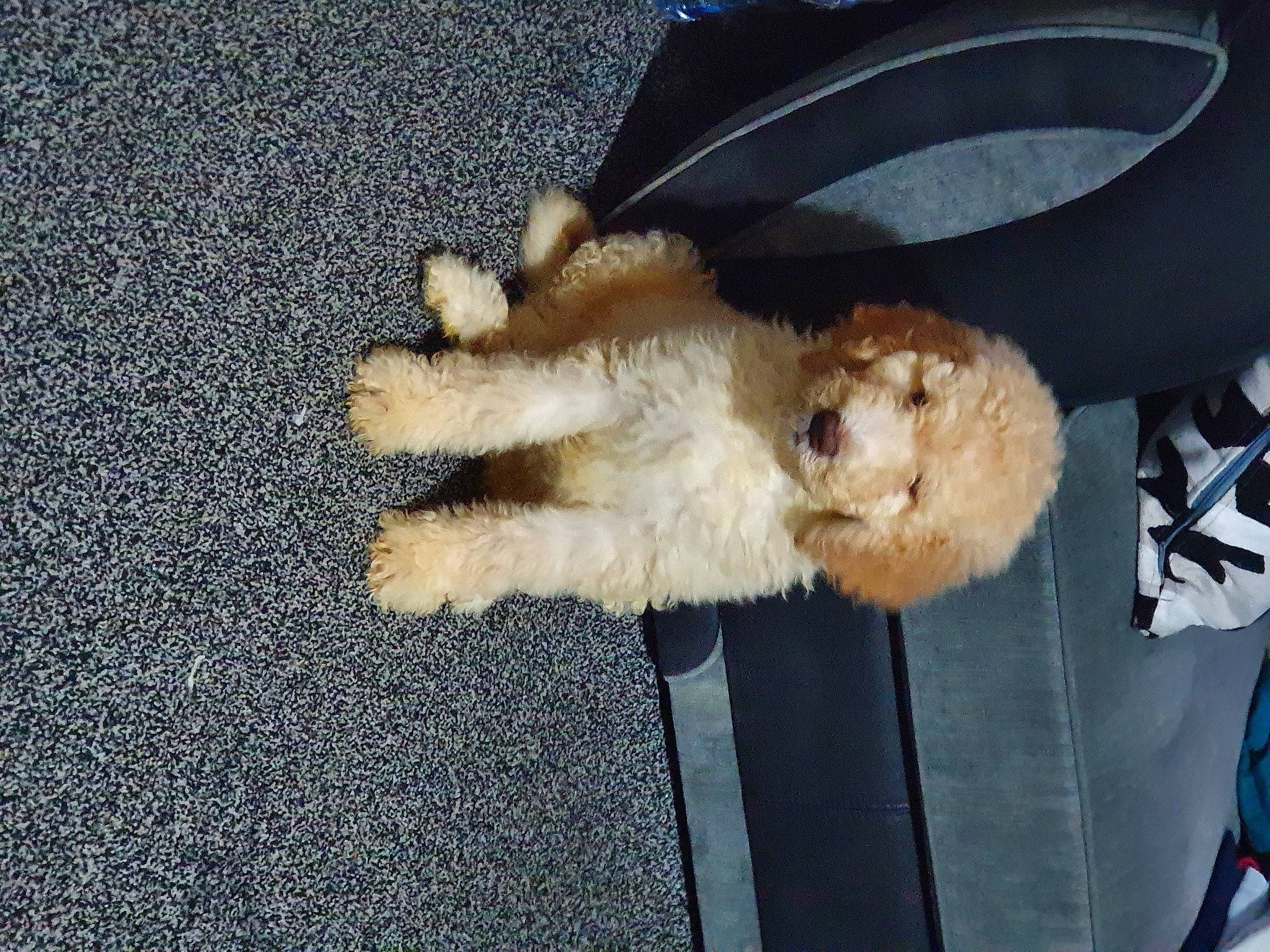 Roxy joined the competition — help win amazing prizes! carnivore, cockapoo, companion_dog, dog, dog_breed, fawn, felidae, fur, goldendoodle, labradoodle, paw, poodle, road_surface, small_terrier, small_to_medium_sized_cats, sporting_group, tail, terrier, toy_dog, welsh_terrier