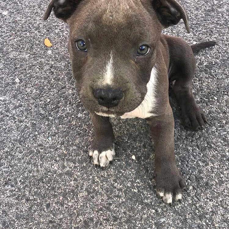Boyka a rejoint le concours — aidez-le/la à gagner de superbes lots ! american_pit_bull_terrier, american_staffordshire_terrier, carnivoran, dog, dog_breed, dog_breed_group, dog_like_mammal, pit_bull, puppy, snout, staffordshire_bull_terrier
