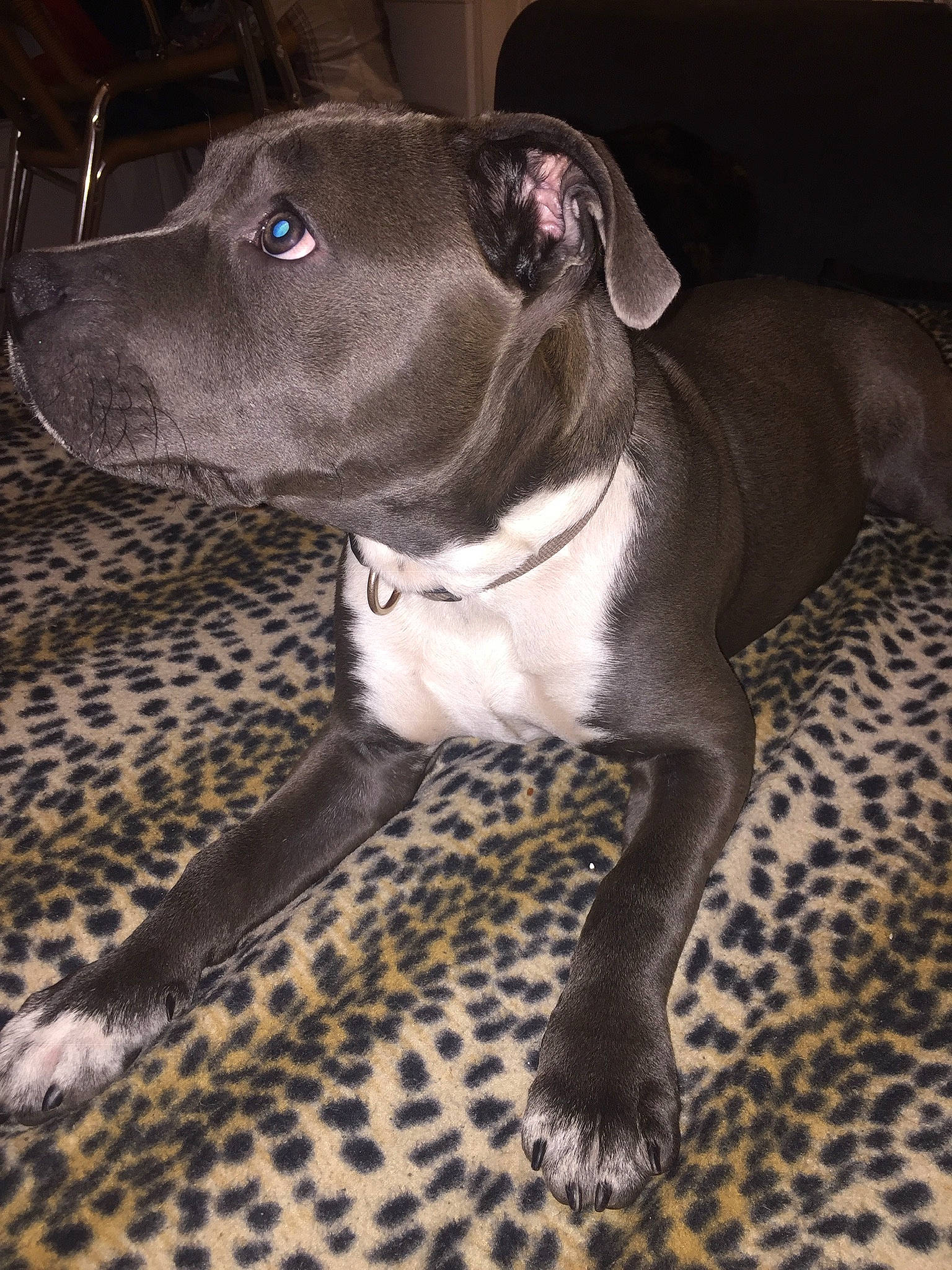 Boyka a rejoint le concours — aidez-le/la à gagner de superbes lots ! american_pit_bull_terrier, american_staffordshire_terrier, bandog, canidae, carnivore, dog, dog_breed, fawn, mammal, molosser, non_sporting_group, pit_bull, rare_breed_dog, snout, sporting_group, staffordshire_bull_terrier, vertebrate, whiskers