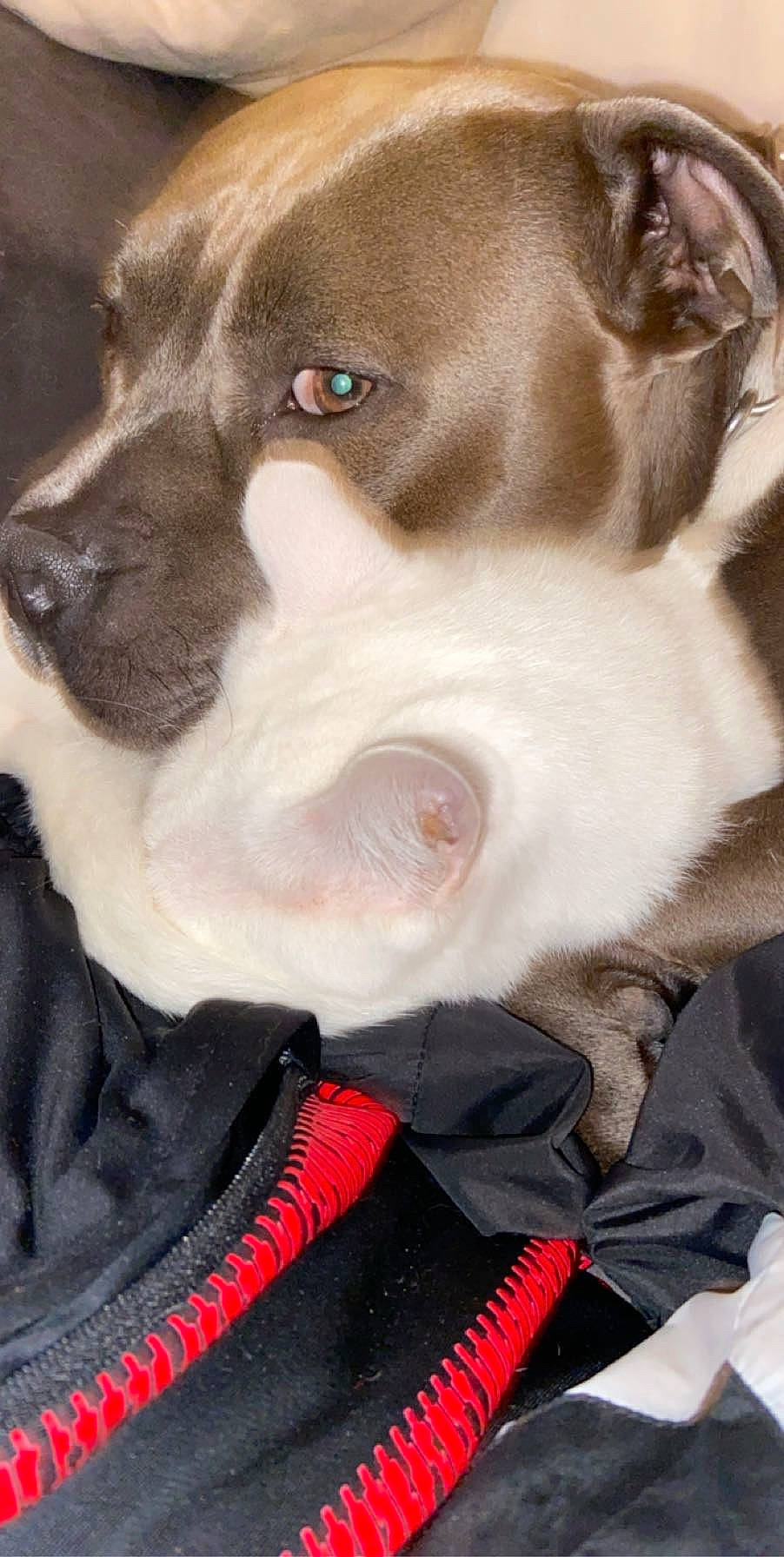 Boyka a rejoint le concours — aidez-le/la à gagner de superbes lots ! american_pit_bull_terrier, american_staffordshire_terrier, cane_corso, canidae, carnivore, collar, companion_dog, dog, dog_breed, dog_collar, ear, fawn, non_sporting_group, nose, pit_bull, puppy, rare_breed_dog, snout, sporting_group, whiskers